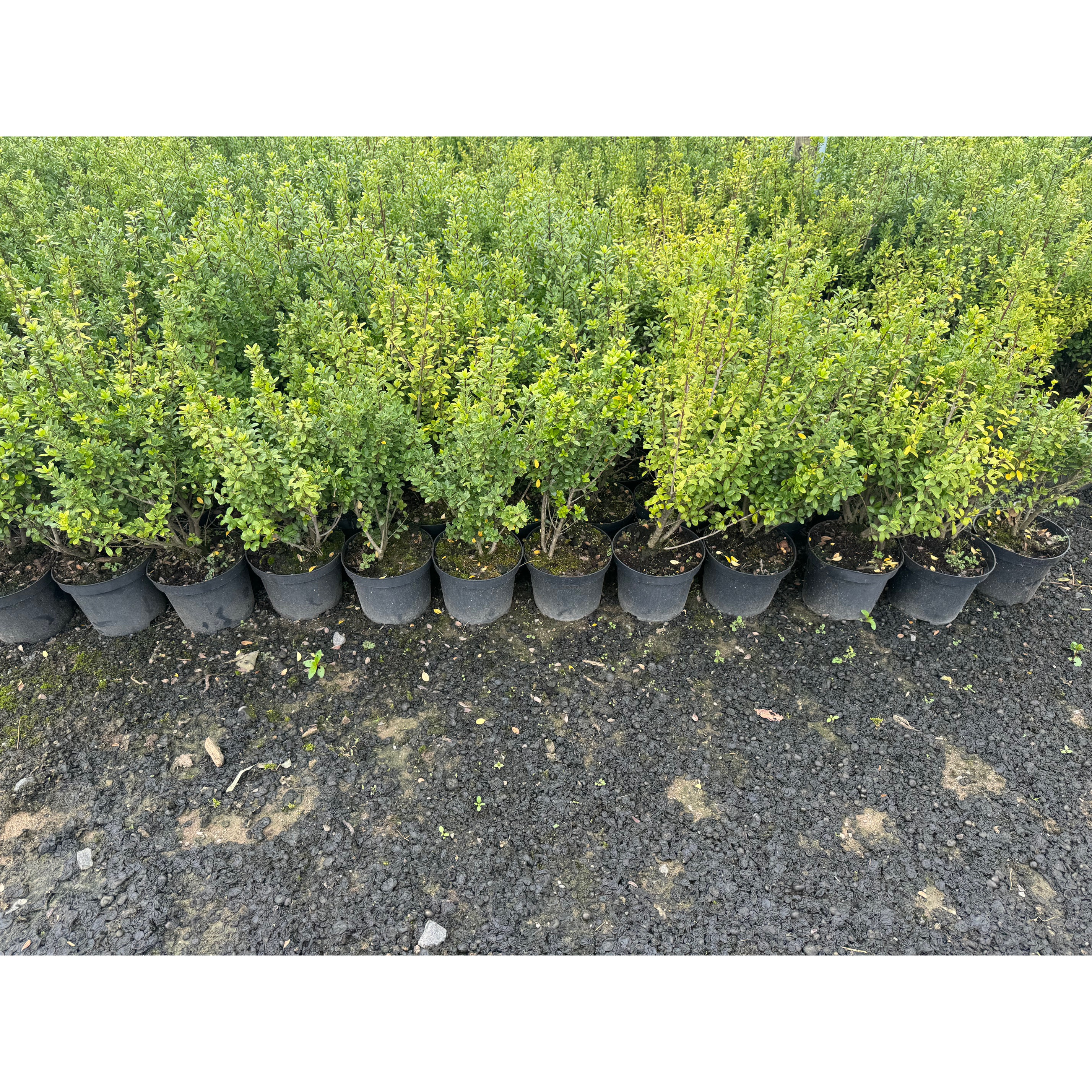 Ilex Crenata Hedging, 40-50cm, 3L - TAKING ORDERS FOR JUNE