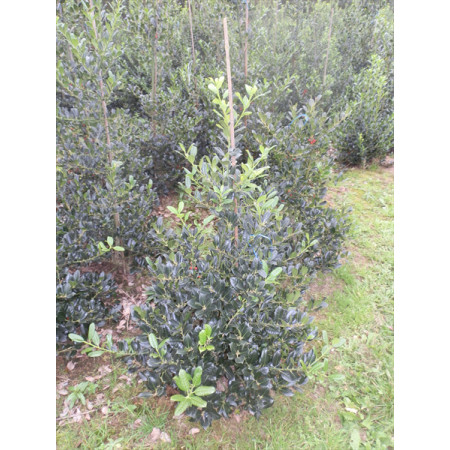 Holly 'J. C. Van Tol' (Ilex Aquifolium 'J. C. Van Tol') , 120-150cm, Rootball - TAKING PRE ORDERS FOR AUTUMN 2024