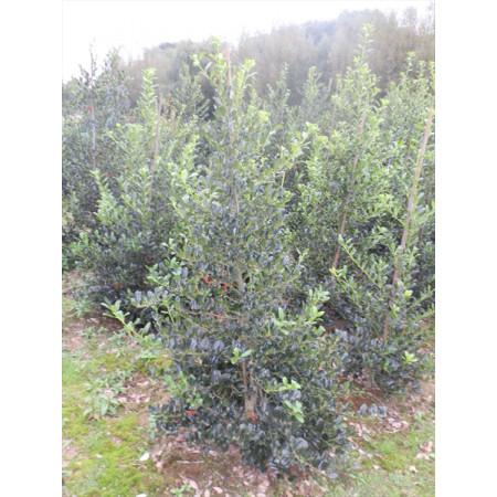 Holly 'J. C. Van Tol' (Ilex Aquifolium 'J. C. Van Tol') , 80-100cm, Rootball - TAKING PRE ORDERS FOR AUTUMN 2024