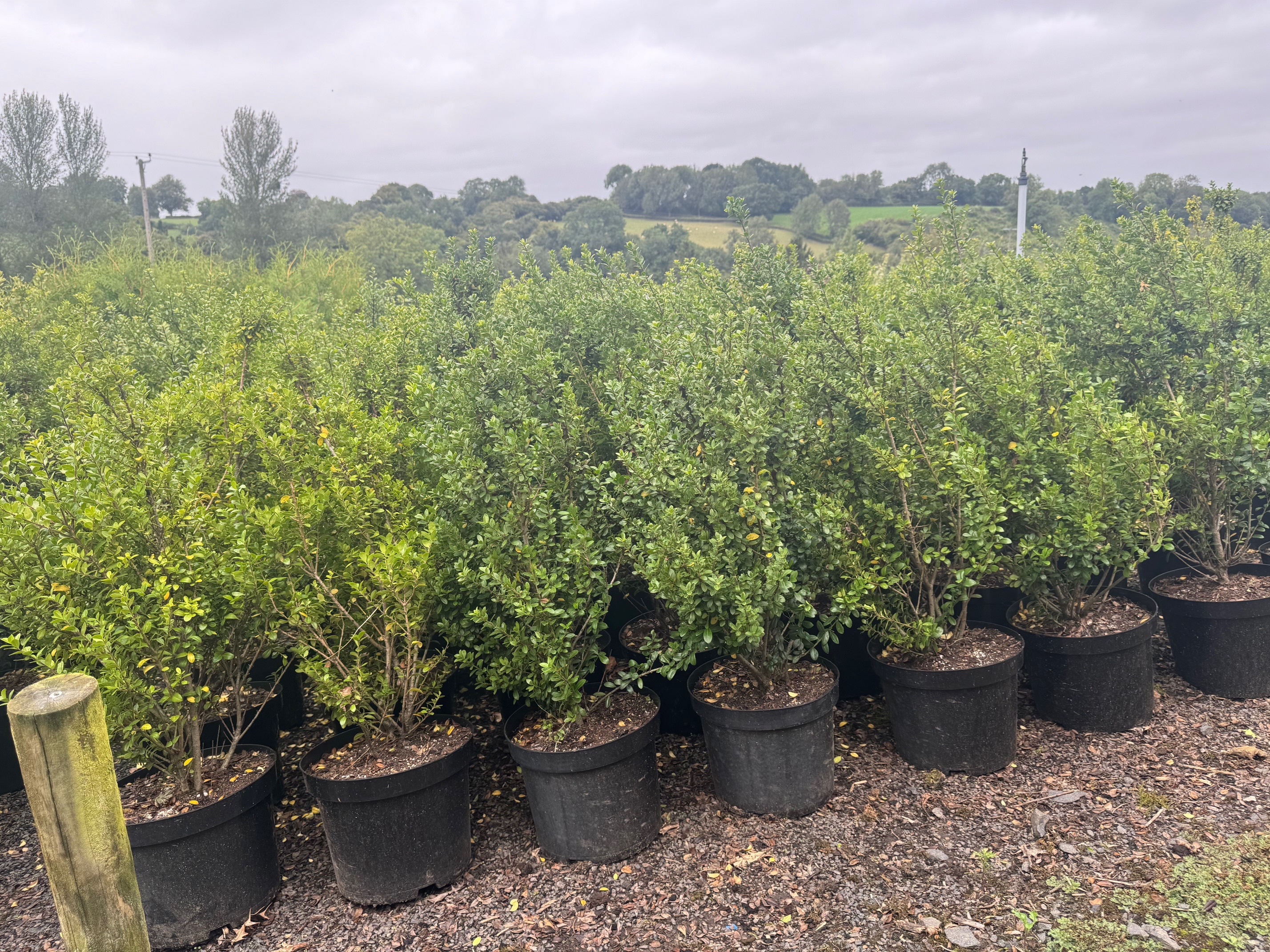 Hedging Ilex Crenata 90-100cm 10lt