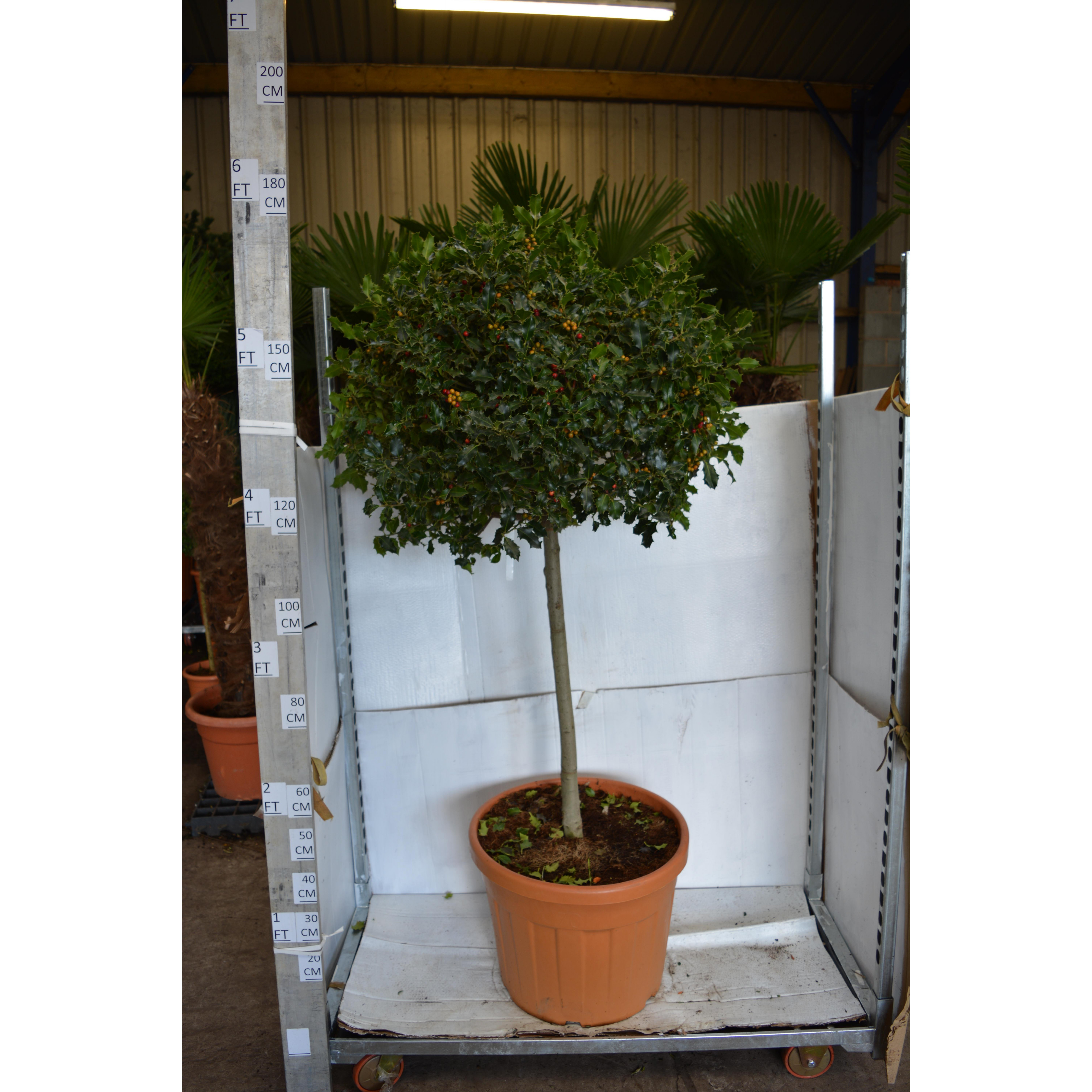 Ilex Mutchagara 'Nellie Stevens' Ball on Stem 180cm/6ft tall including height of the pot, head diameter 60cm