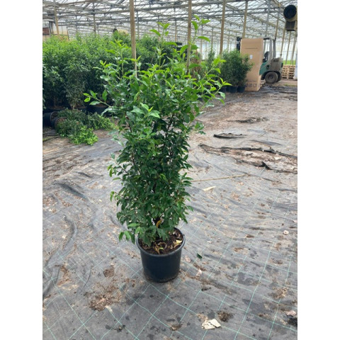 Prunus Lusitanica Hedging, 125/150cm Potted