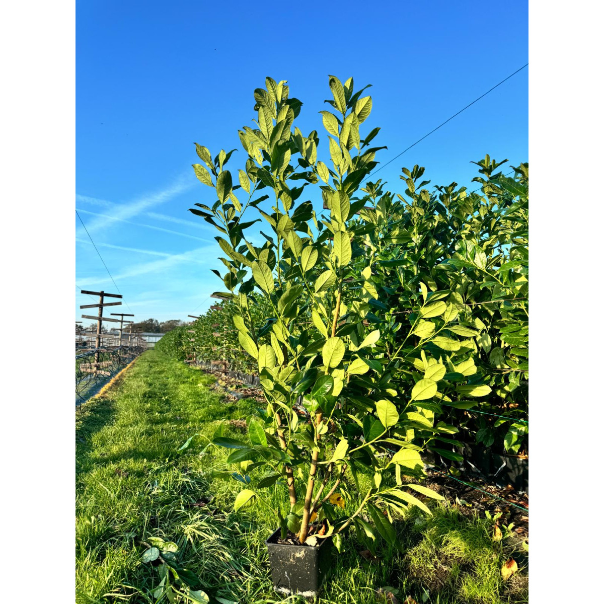 Laurel (Prunus Laurocerasus rotundifolia POTTED 1.2 - 1.5 meters planted height excluding pot height 5lt