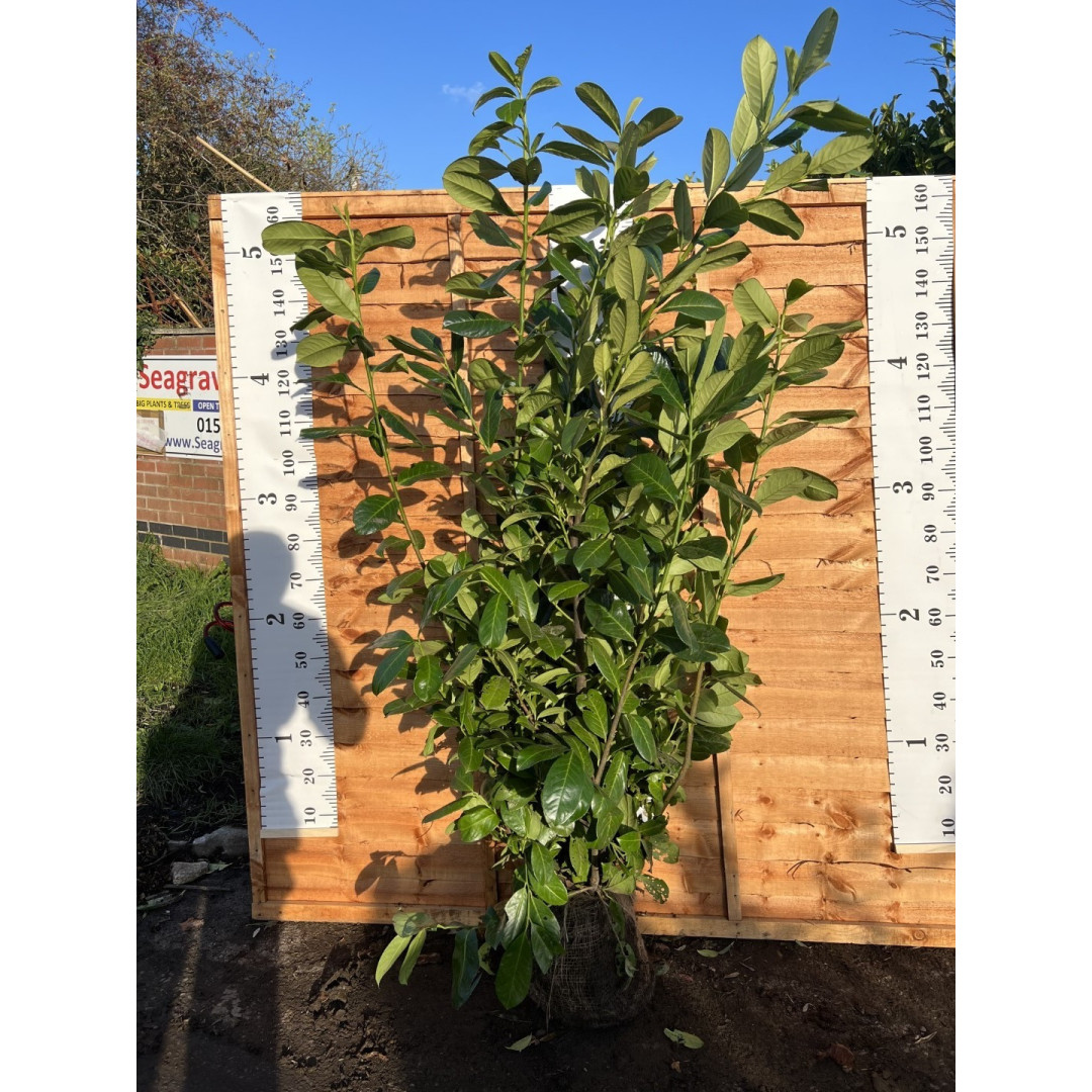 Cherry Laurel Hedging Rootball 1.5-1.8m (5-6ft) - TAKING ORDERS FOR AUTUMN 2024