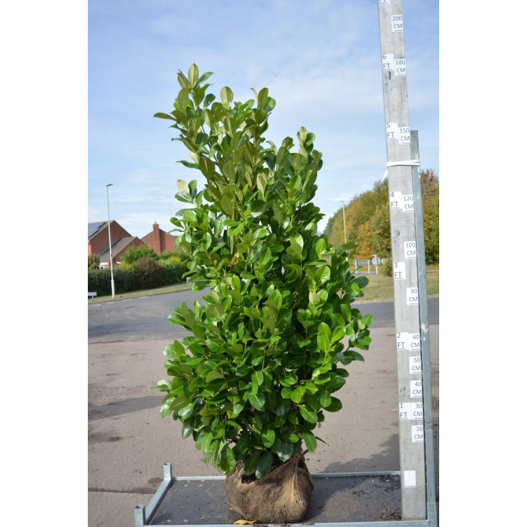 Cherry Laurel Hedging Rootball 1.8-2m (6-6ft 6in) - LOWER PRICE FOR LIMITED TIME