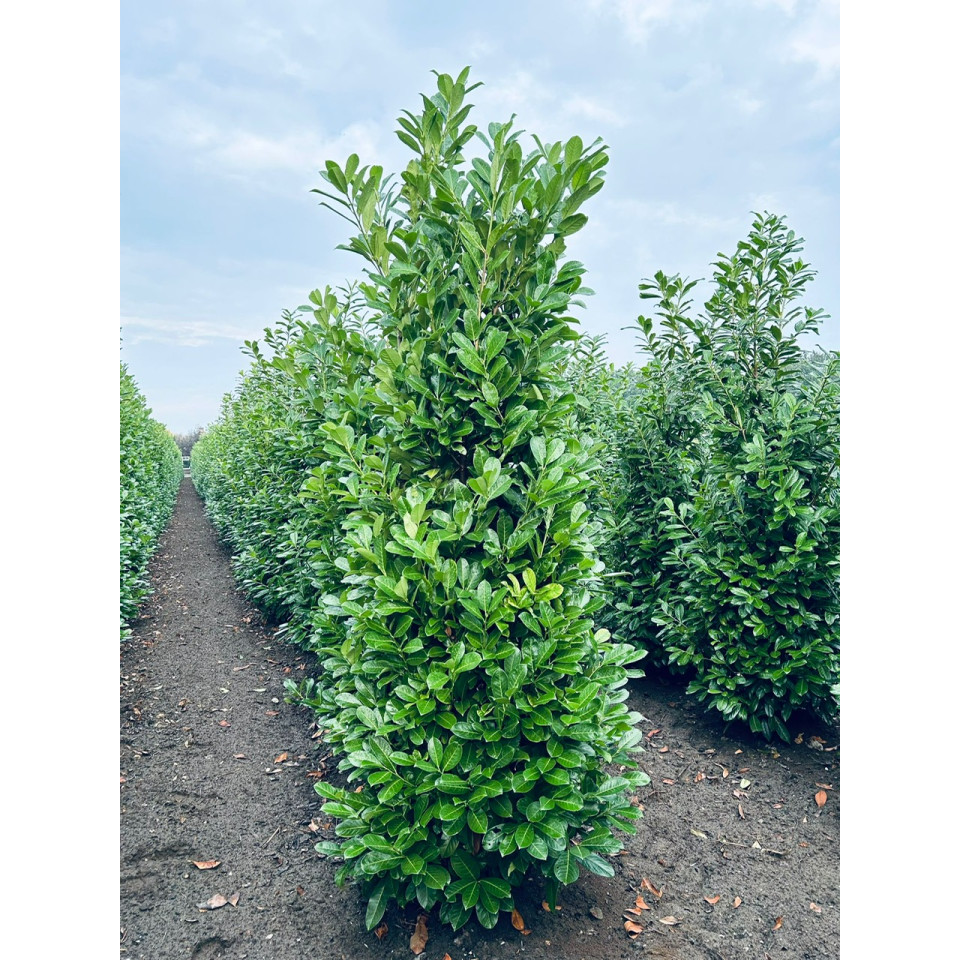 Cherry Laurel Hedging Rootball 2.5-3m (8 - 9ft)