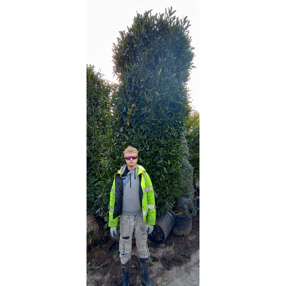 Cherry Laurel Hedging Rootball 4-4.5m (13-15ft) - TAKING ORDERS FOR AUTUMN 2024