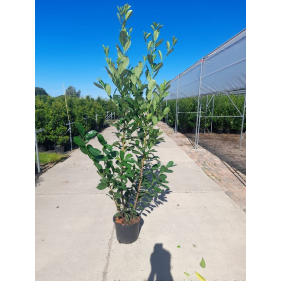 Laurel (Prunus Laurocerasus rotundifolia POTTED 2-2.25m