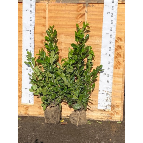 Cherry Laurel Hedging Rootball 1-1.2m (3-4ft)