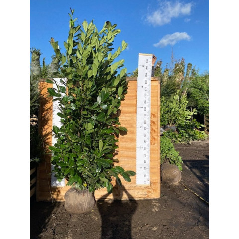 Cherry Laurel Hedging Rootball 2-2.5m (6ft 6in-7ft 4in)