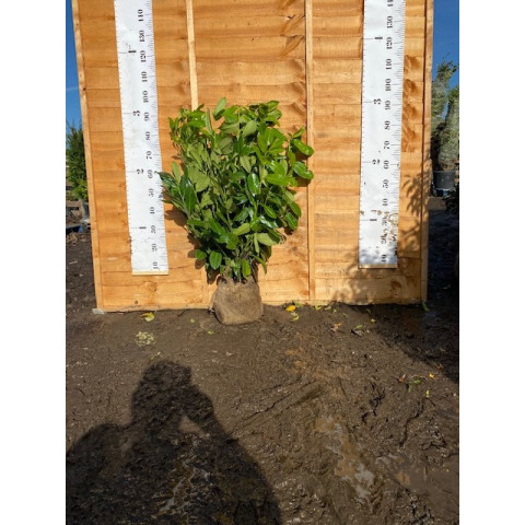 Cherry Laurel Hedging Rootball 80-100cm (2ft 6in-3ft) - AVAILABLE NOW