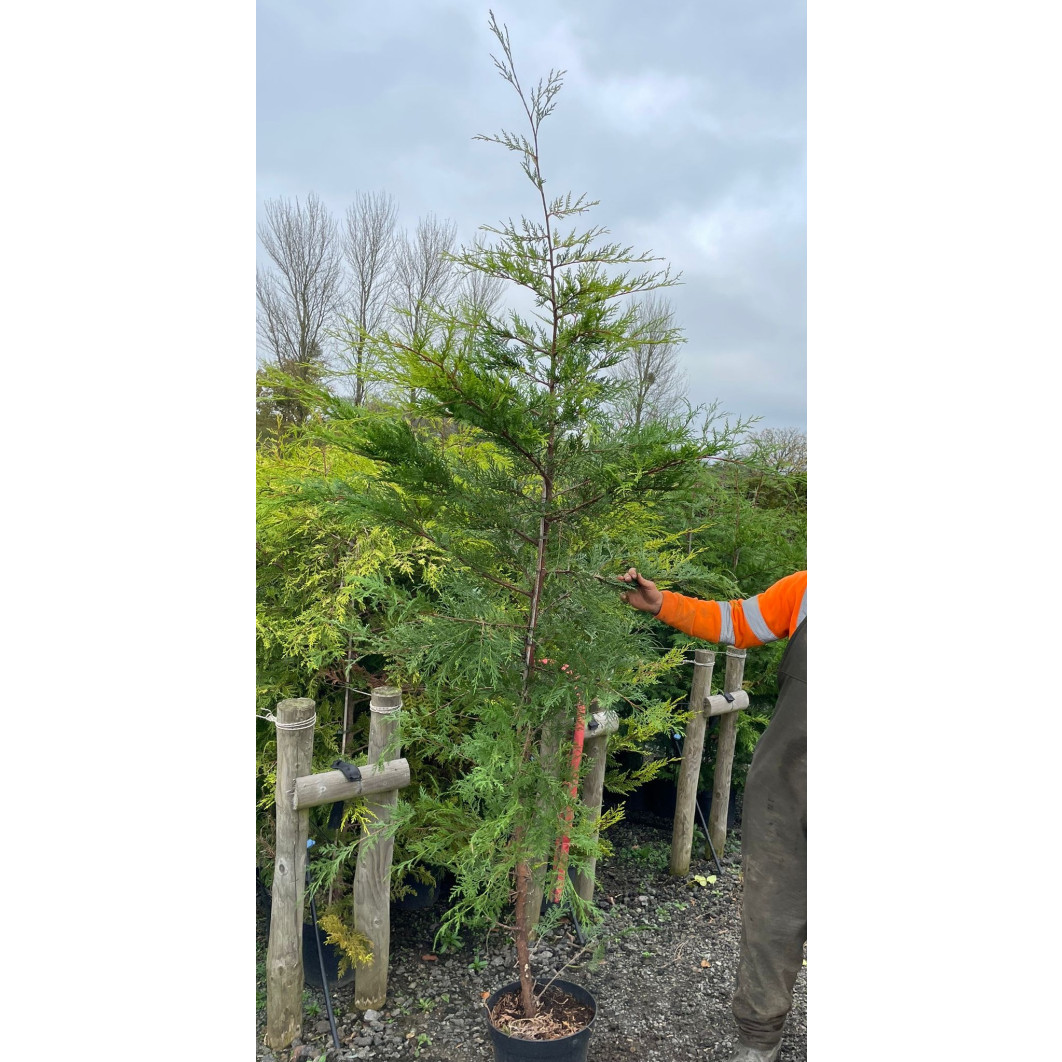 Leylandii Castlewellyn Gold 9 to 10ft planted height - 15 litre pot