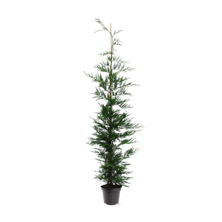 Leylandii Green, 180-200cm Tall, 7.5lt  pot