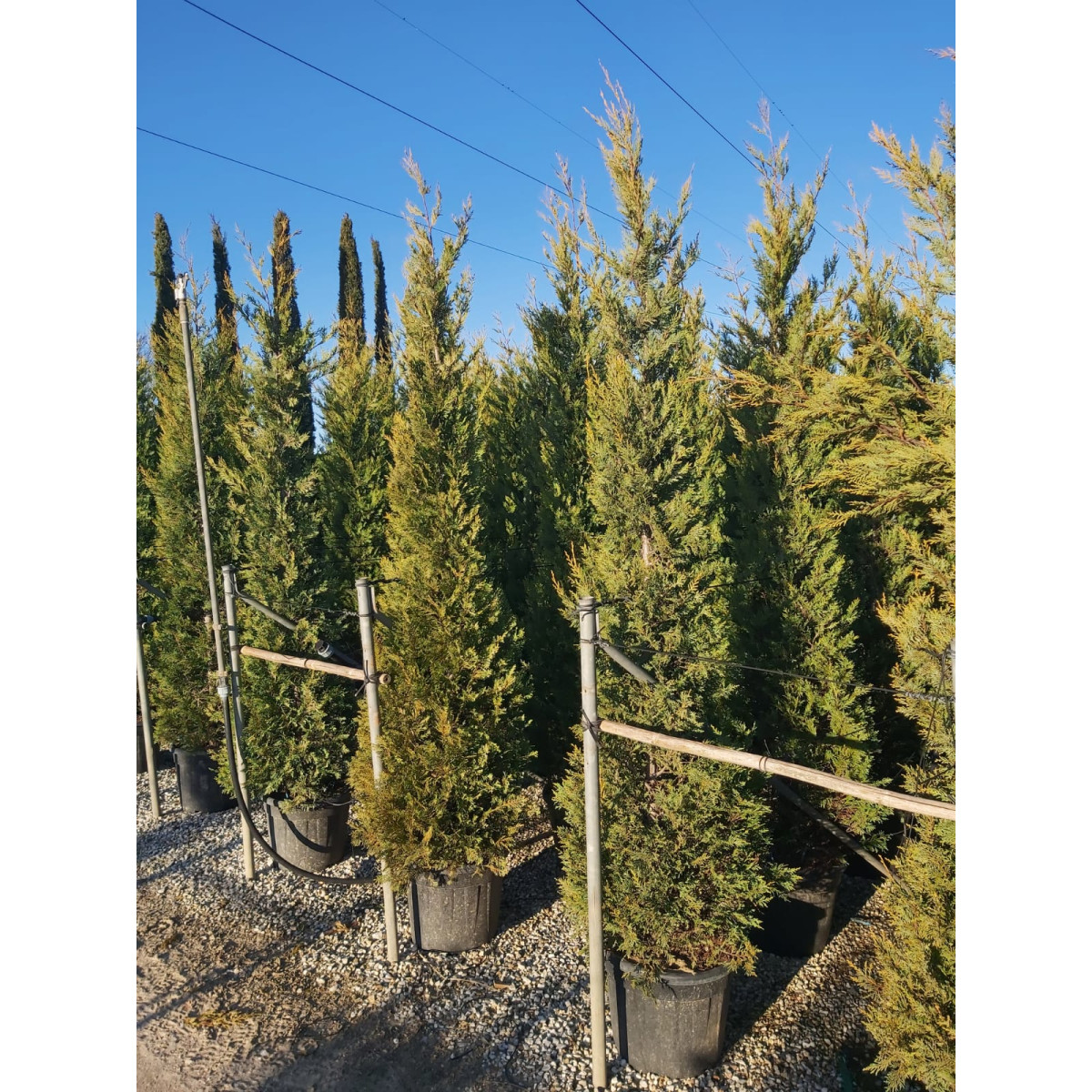 Leylandii Castlewellyn Gold 250cm+ (8ft+) high planted height - 30 litre pot