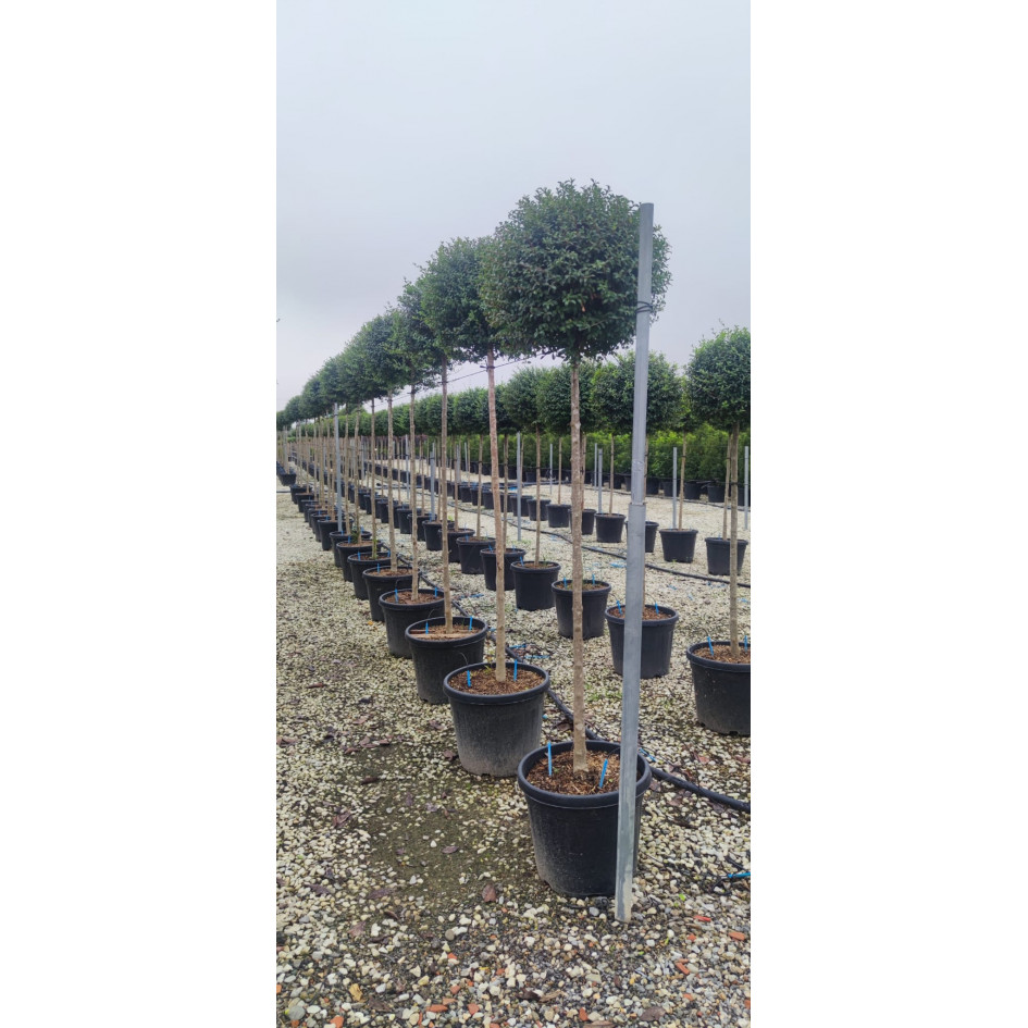 Privet Ball Lollipop Ligustrum 180cm / 6ft including pot height (40-45cm diameter ball)