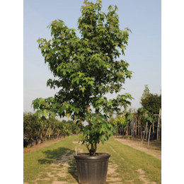 LIQUIDAMBAR STYRACIFLUA CLT45 175/200cm