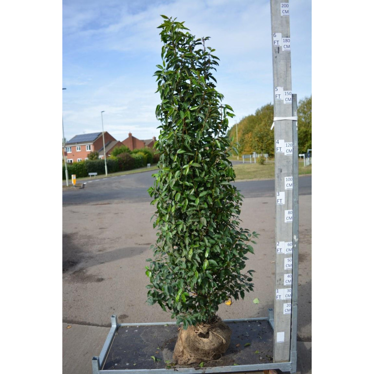 Hedging Prunus Lusitanica rootballed 175 - 200cm plant height