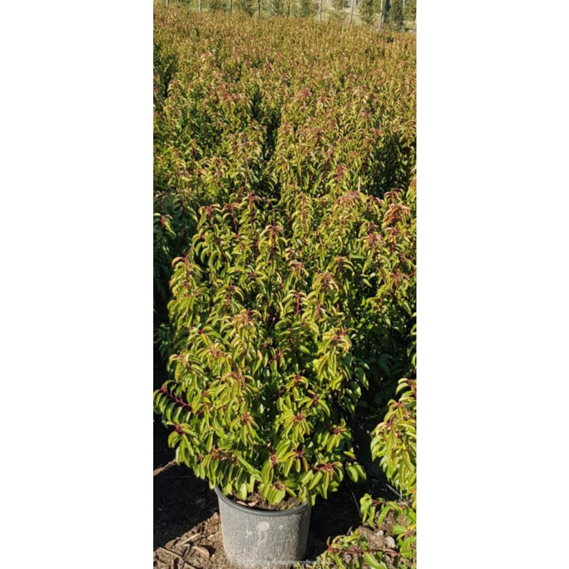 Prunus Lusitanica Hedging 100-120cm Potted