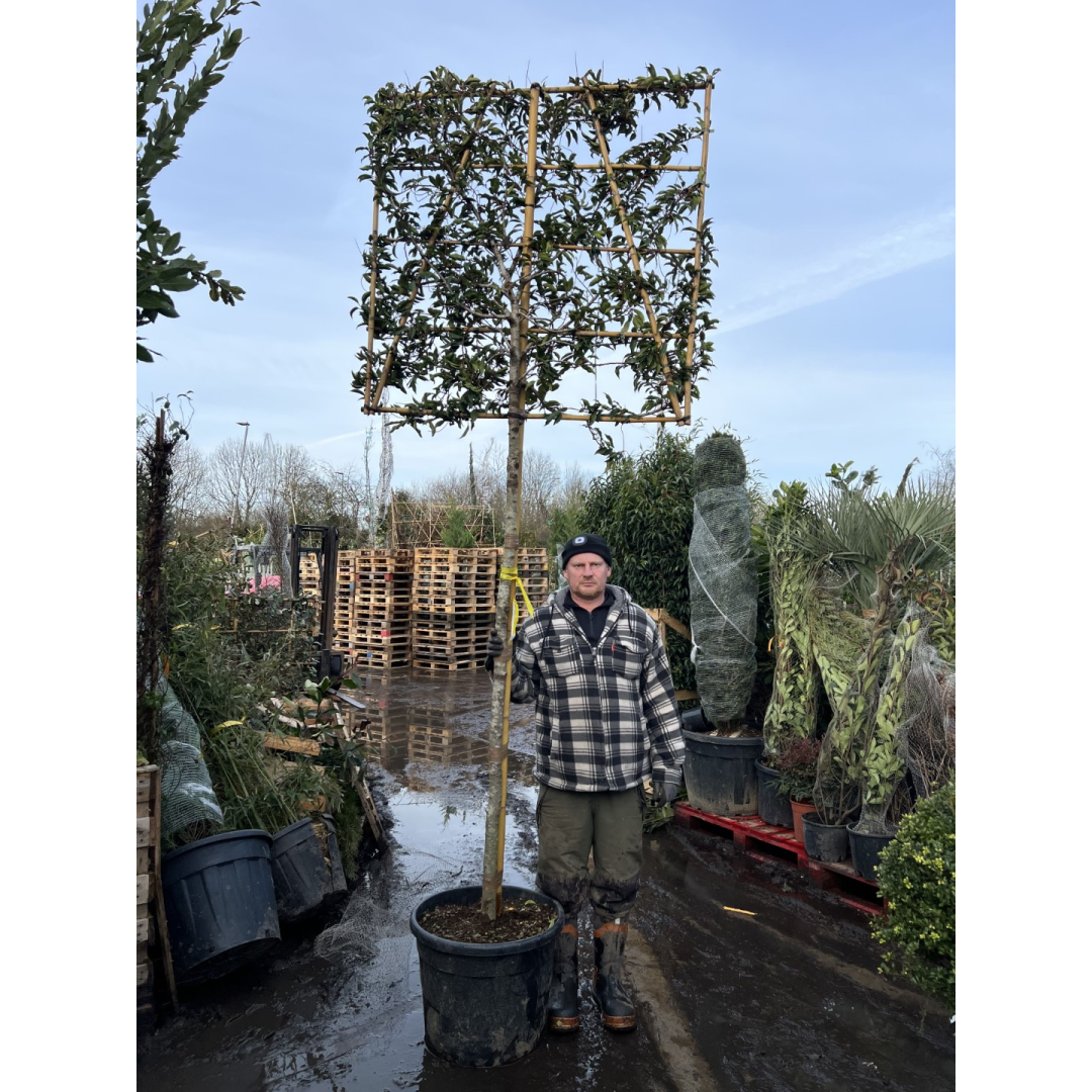 Portuguese Laurel Pleached ''Prunus Lusitanica'' 1.8m stem (12-14cm girth) 120cm high x 120cm wide trellis