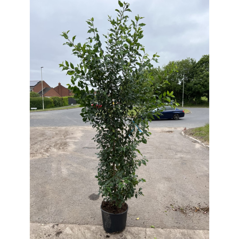 Prunus Lusitanica Hedging 175-200cm Potted