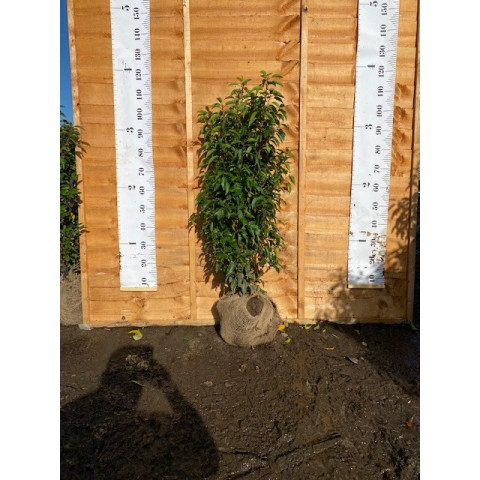 Hedging Prunus Lusitanica rootballed 100-120cm plant height