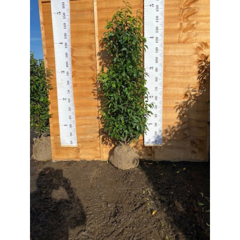 Hedging Prunus Lusitanica rootballed 120 - 150cm plant height