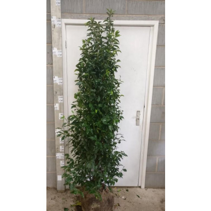 Hedging Prunus Lusitanica rootballed 150 - 175cm plant height - TAKING ORDERS FOR AUTUMN 2024