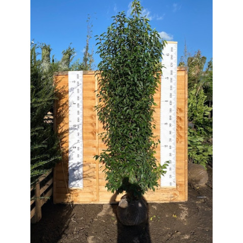 Hedging Prunus Lusitanica rootballed 200 - 225cm plant height - AVAILABLE NOW