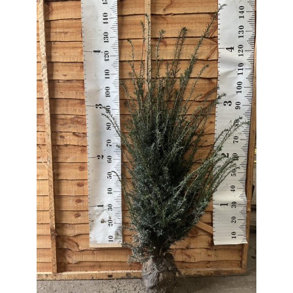 Hedging Taxus Baccata Rootballed 120-140cm plant height - FOR RETURNING CUSTOMERS