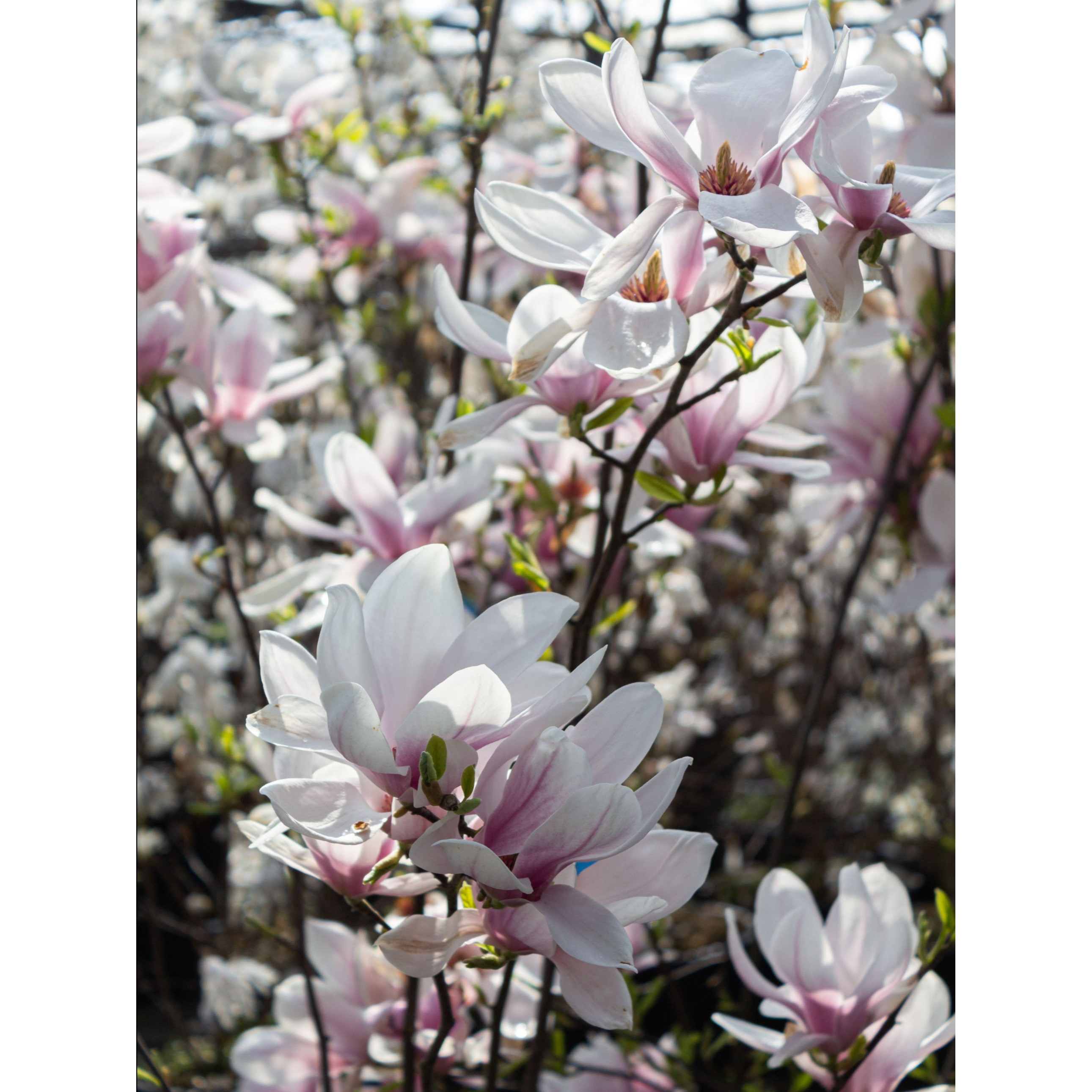 Magnolia Soulangeana 120-150cm in 20lt Pot