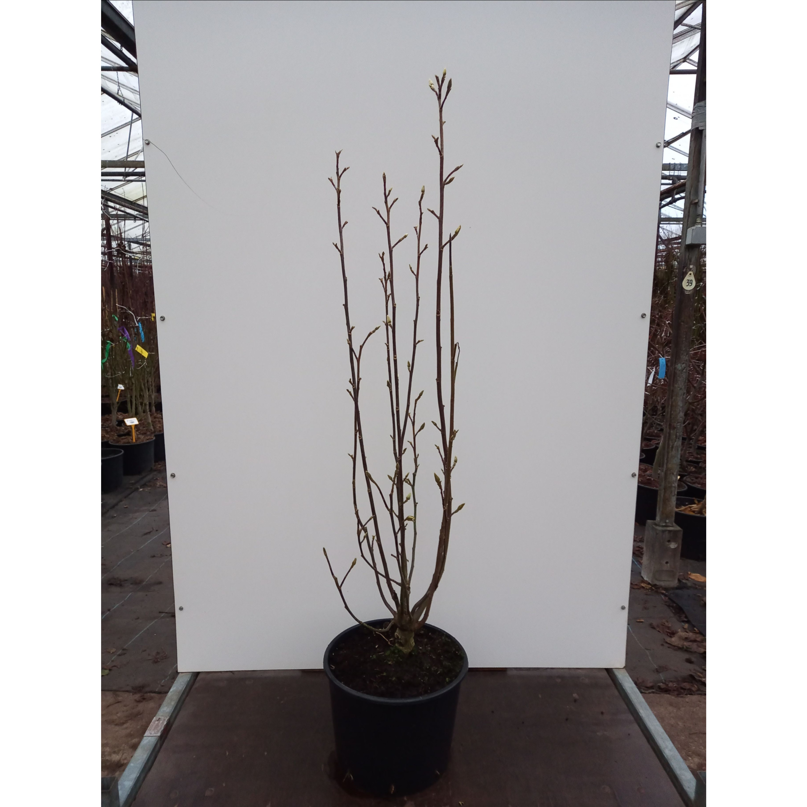 Magnolia ‘Star Burst’ 100-125cm in 20lt Pot