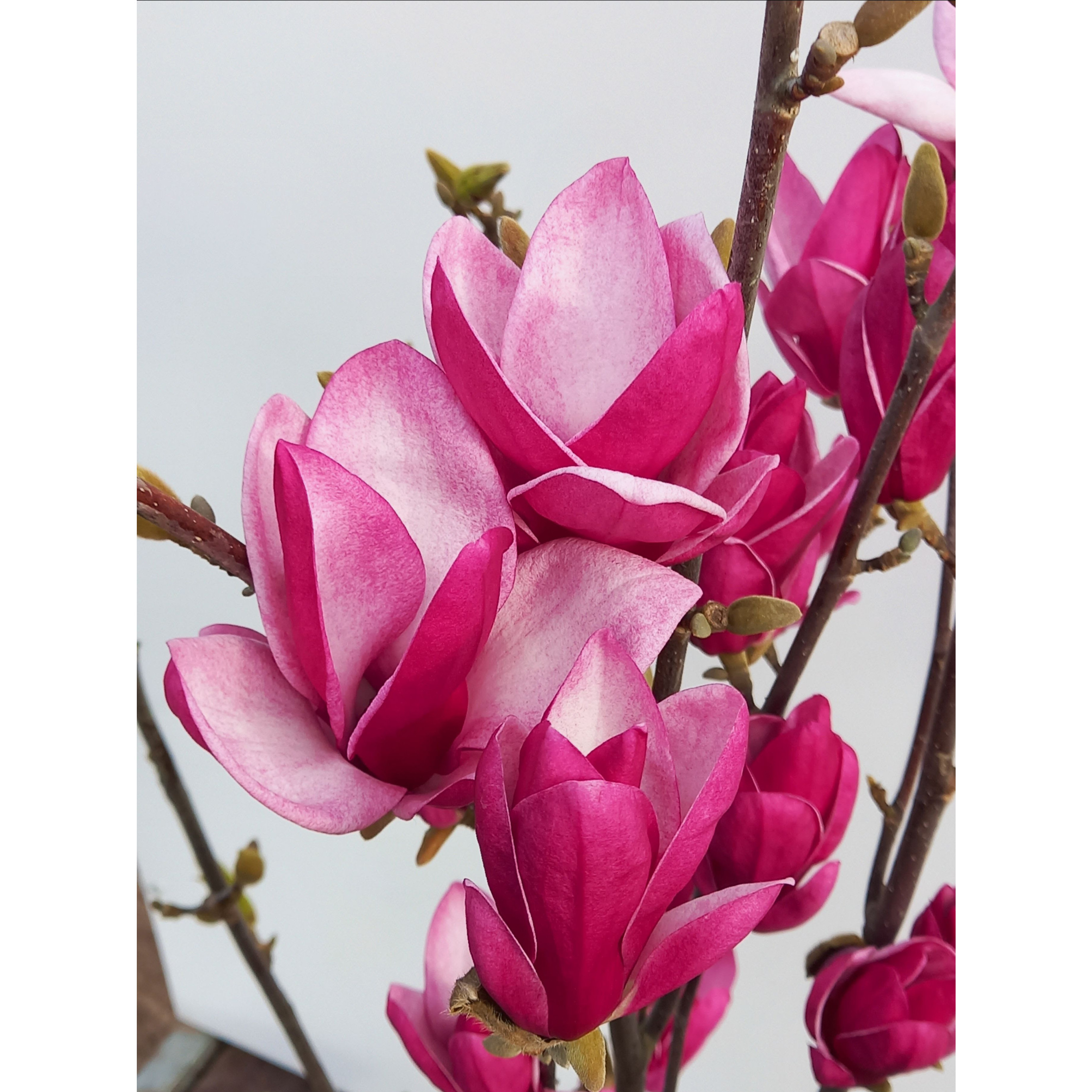 Magnolia ‘Star Burst’ 100-125cm in 20lt Pot