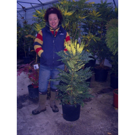 Mahonia Media Charity 150-175cm height including pot