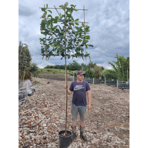 Laurel Pleached Prunus Laurocerasus 'Novita' Pleached 1.8m stem (8-10cm girth) 120cm  x 120cm trellis