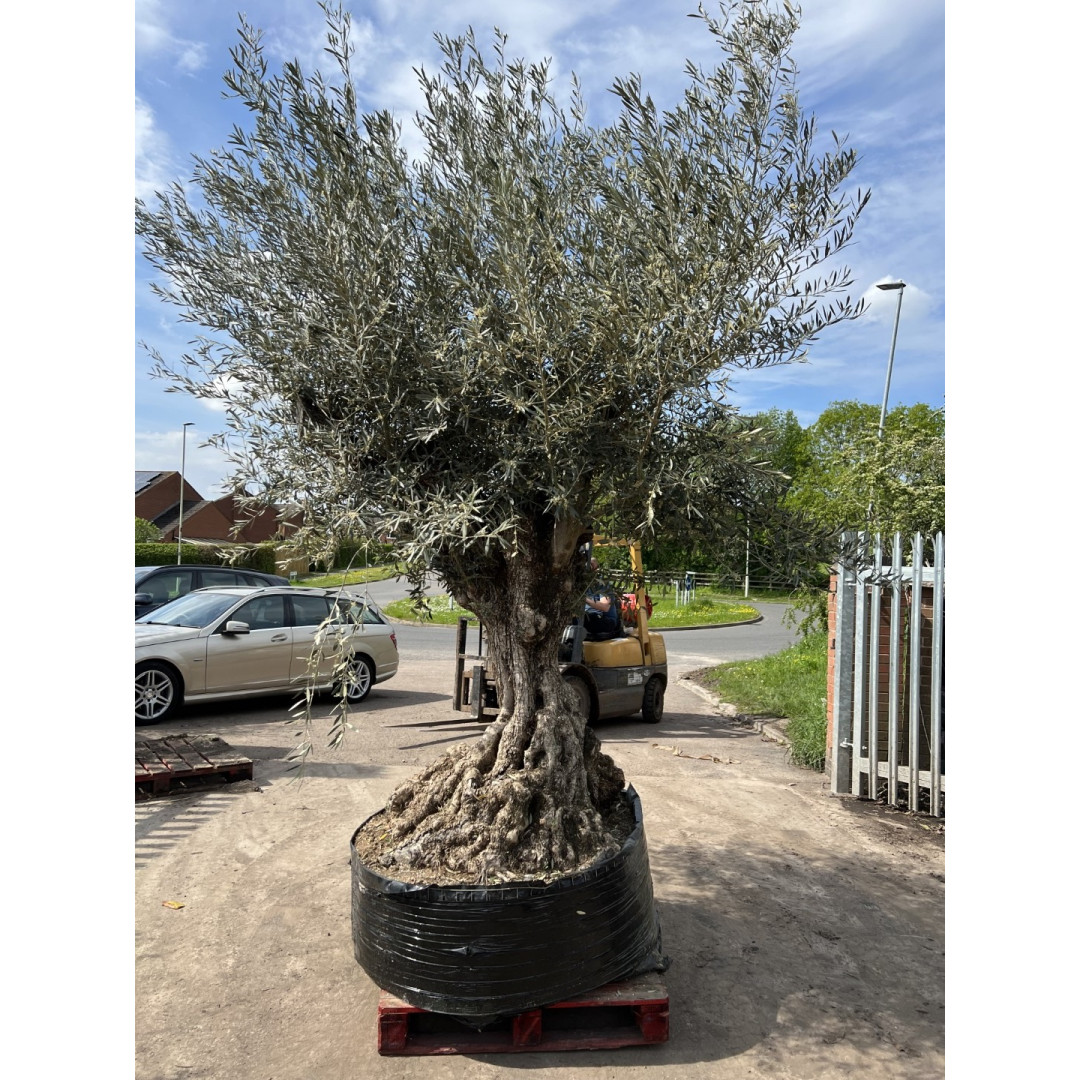 Olea Europaea / Mature Olive Tree 80-100cm girth – Caragh Nurseries