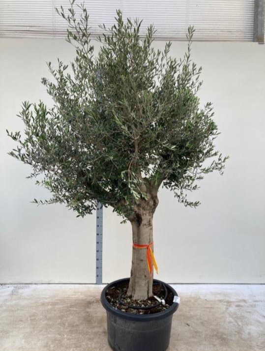 Olive Tree 6ft including pot height, 40-50cm - LIMITED QUANTITY