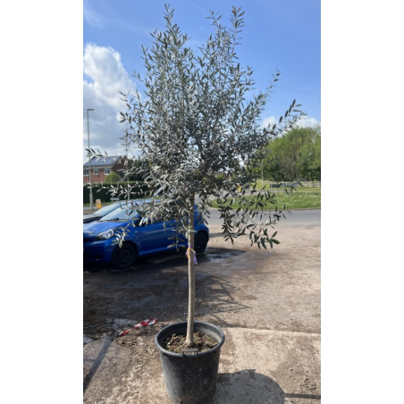 Seagrave Nurseries - Olive Tree Tuscany Free Head, 14-16 Cm Girth 