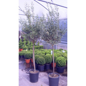 Olive Tree Tuscany Free Head 200-210cm (7ft) including pot height - 6-8cm girth