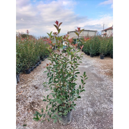 Photinia Red Robin 5ft-6ft / 150-175cm Plant Height - 18 litre pot