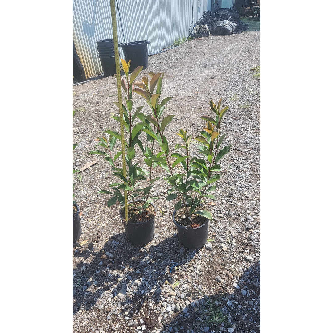 Photinia Red Robin 60-70cm plant height - 3 litre pot