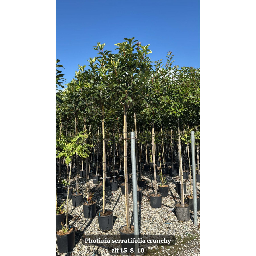 Photinia Serratifolia 'Crunchy' Std, 180cm Stem, 8-10cm Girth, 270-300cm Total Height