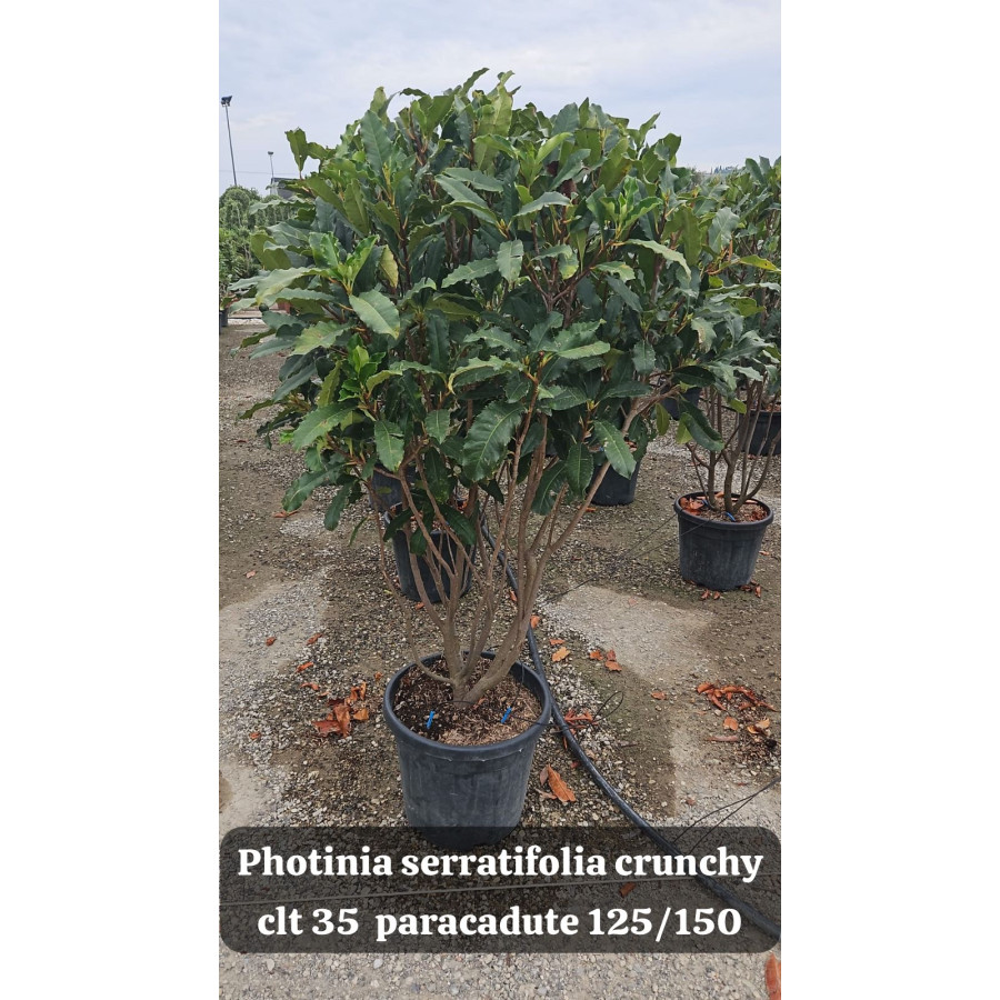 Photinia Serratifolia 'Crunchy' Multistem, 125-150cm 35lt Pot