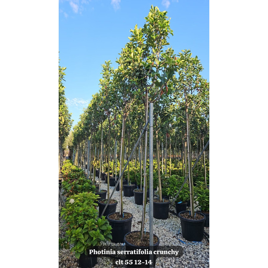 Photinia Serratifolia 'Crunchy' Std, 180cm Stem, 12-14cm Girth, 300-350cm Total Height