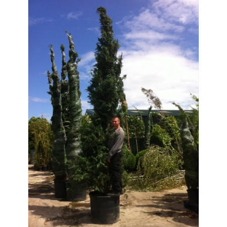 Leylandii Green Large 19 - 20ft   Plant Height, ROOTBALL