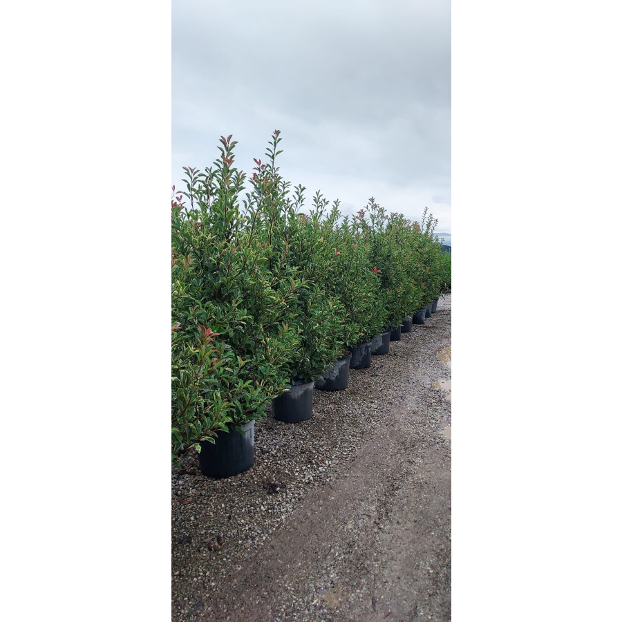 Photinia fraseri Pink Marble 175-200 in 55lt