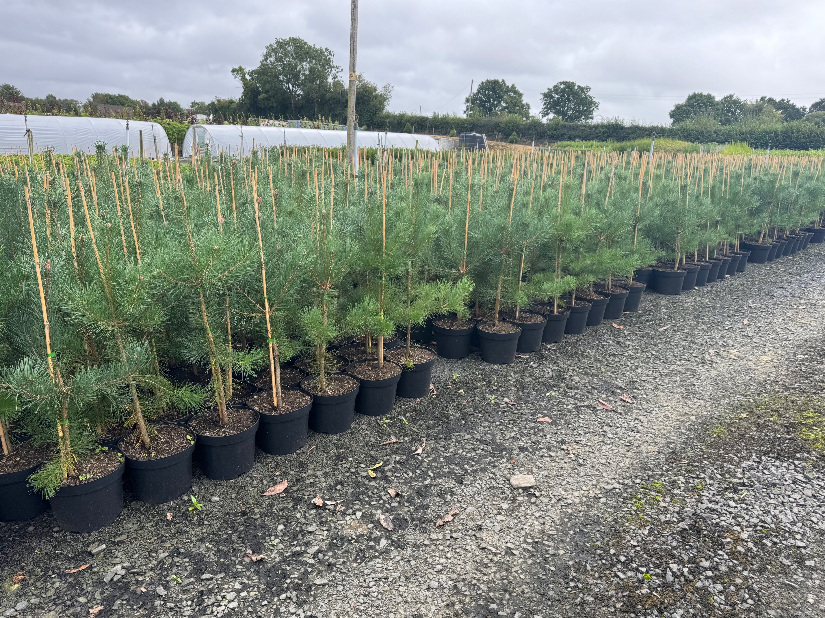 Pinus Sylvestris 80-100cm 10lt