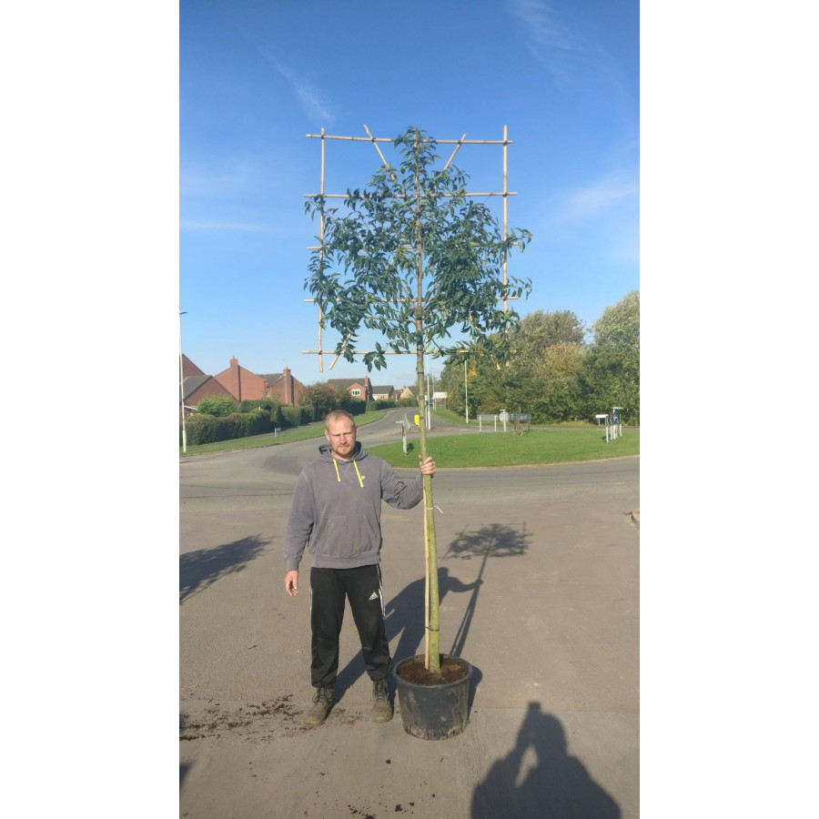 Seagrave Nurseries - Portuguese Laurel Pleached ''Prunus Lusitanica'' 1.8m  stem (12-14cm girth) 120cm high x 120cm wide trellis