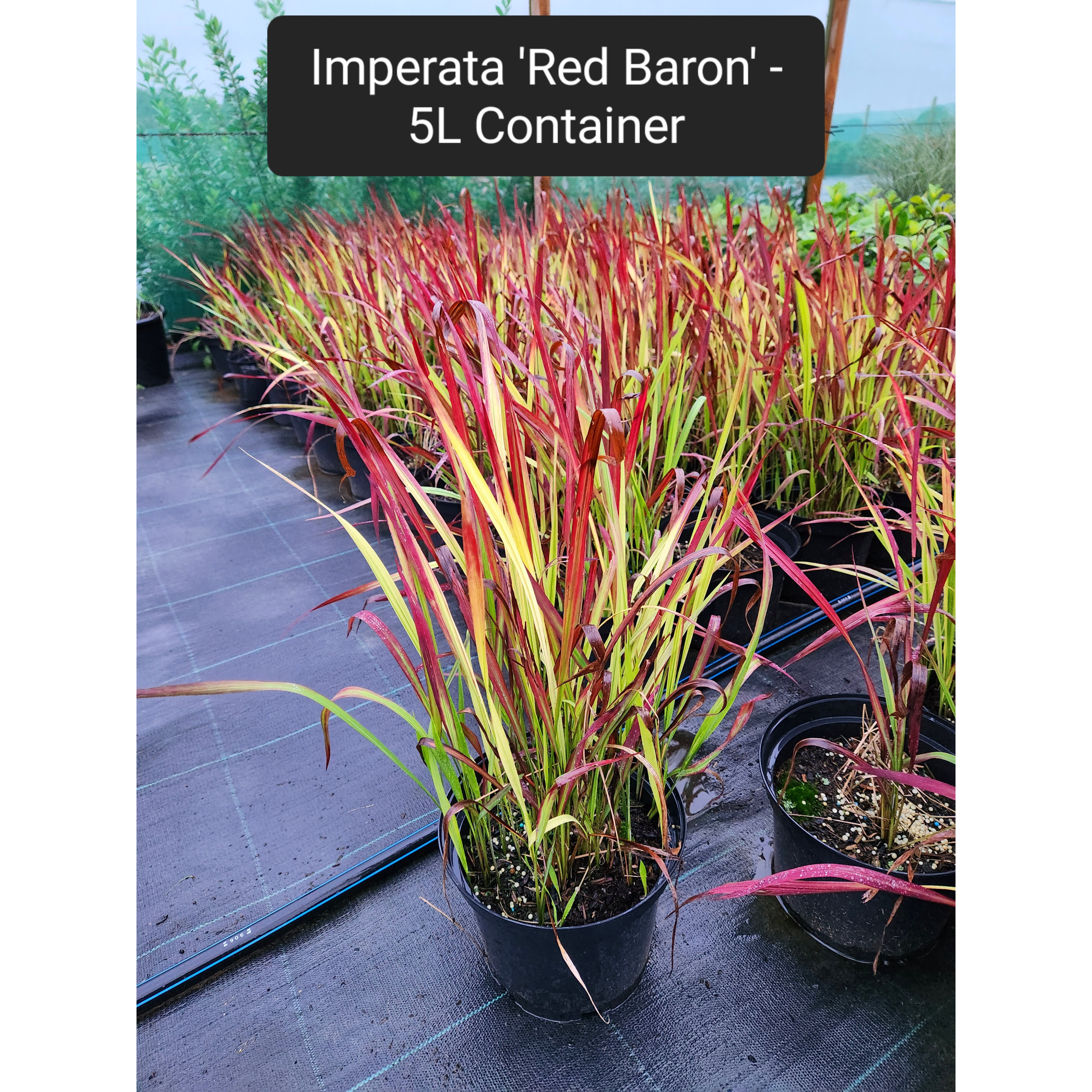 Imperata 'Red Baron' - 5L Container