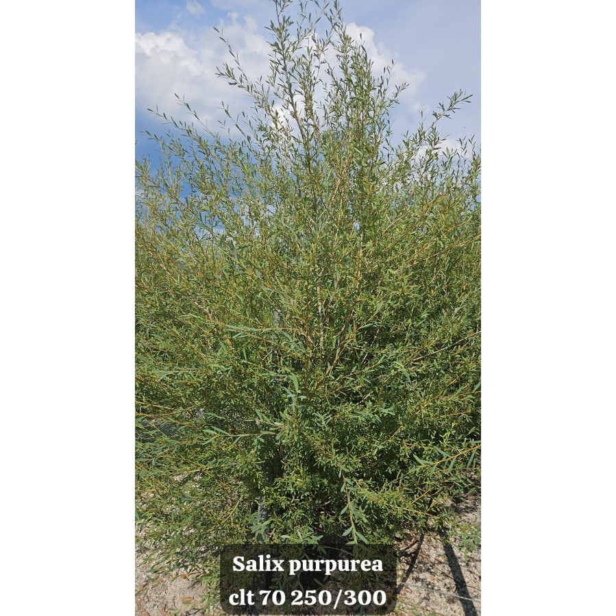 Purple Willow (Salix Purpurea) 250-300cm Tall, 70lt Pot