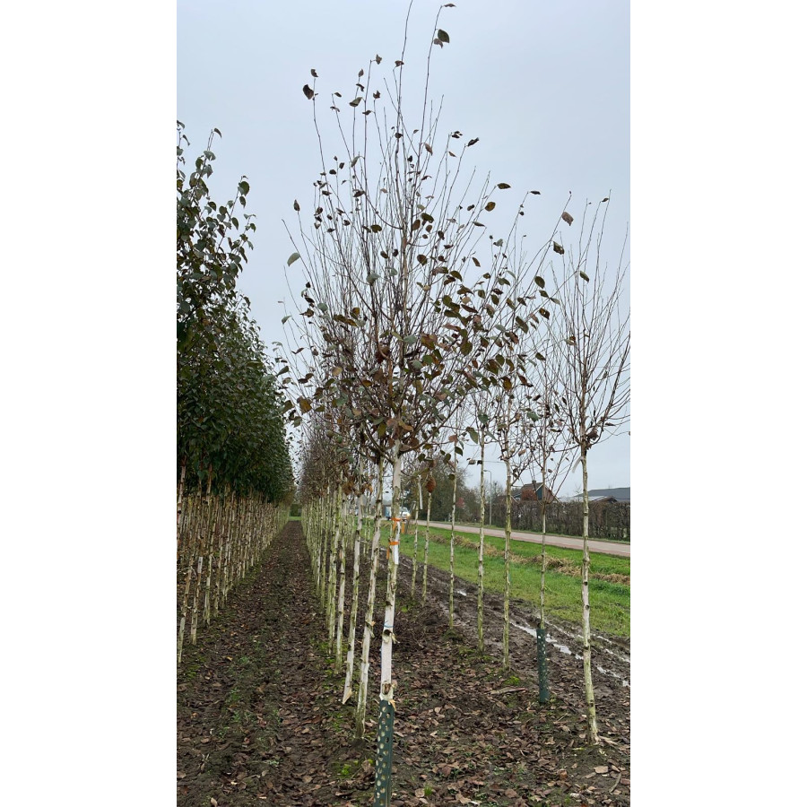 Silver Birch Single Stem (Betula Jacquemontii), 12/14 girth, 420cm (14ft) Including Pot